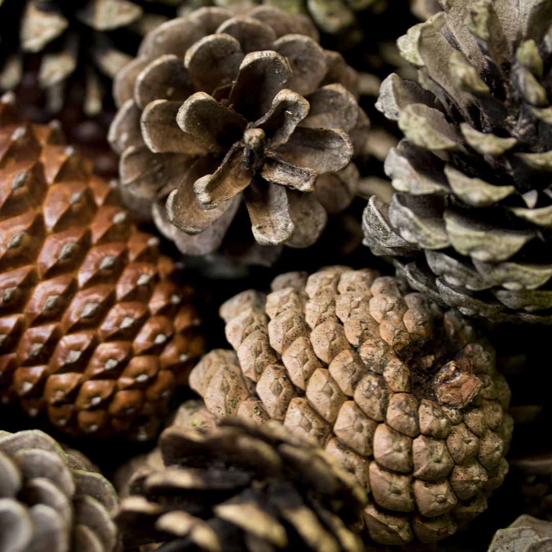 white forest scented candle white forest scented candle