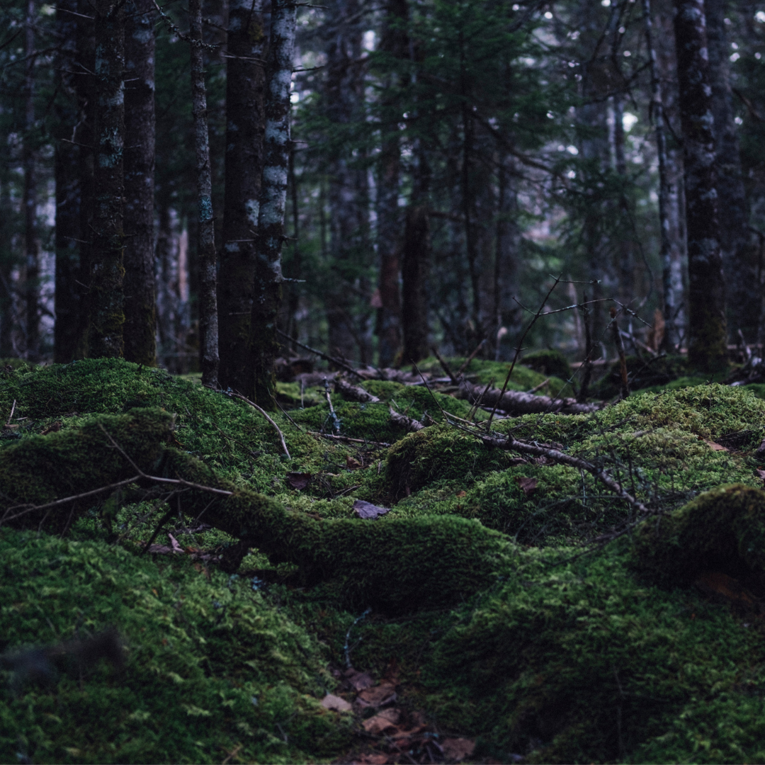 white forest scented candle white forest scented candle