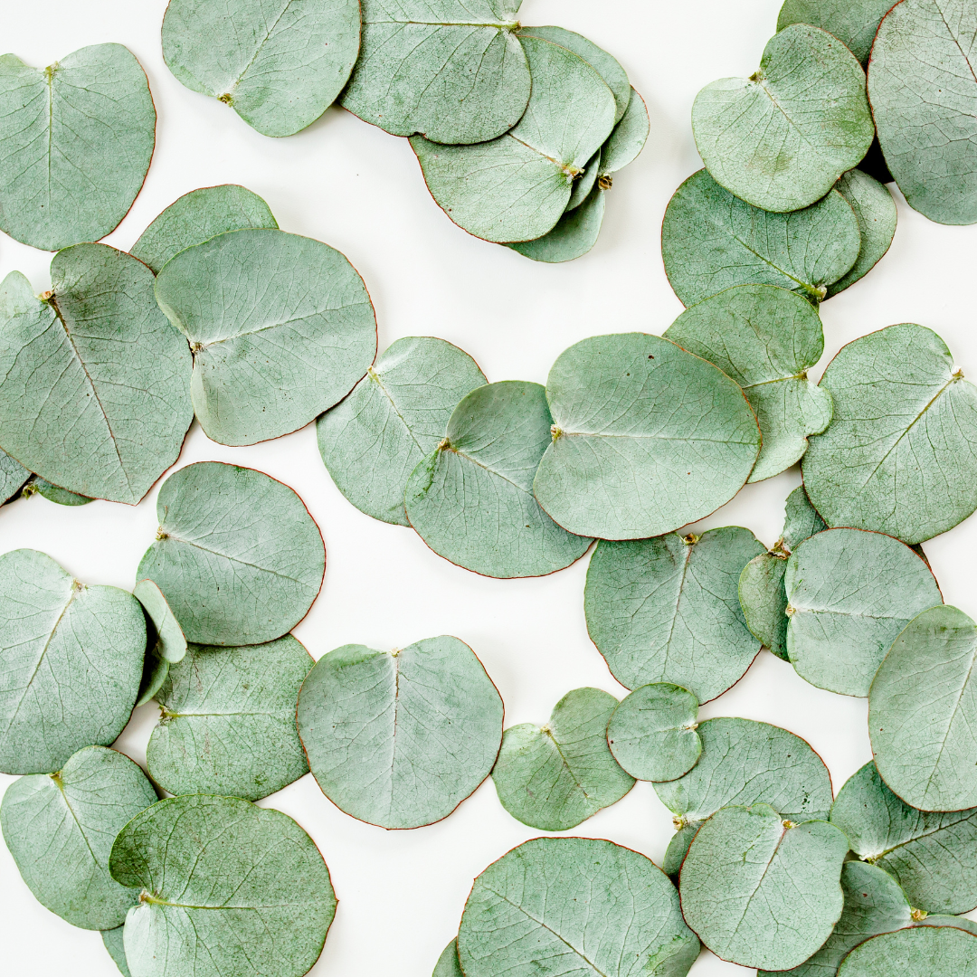 white forest scented candle white forest scented candle